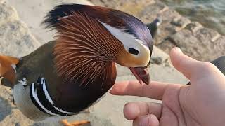 Mandarin Duck lets me pet him [upl. by Aydan]