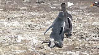 Gentoo Penguins running Part 2 [upl. by Sewoll332]