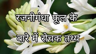 रजनीगंधा फूल के बारे में रोचक तथ्य  Interesting Facts About Rajnigandha Flower in Hindi [upl. by Aislehc717]