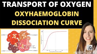 Alevel Biology Structure of HAEMOGLOBIN and Oxyhaemoglobin dissociation curves [upl. by Shifra372]