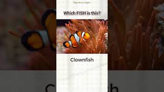 Which FISH is this english vocabulary quiz [upl. by Gnivri]