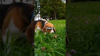 Surprising Beagle Secrets You Didnt Know beagle pets shorts [upl. by Lledo]