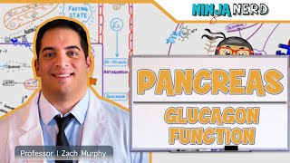 Endocrinology  Pancreas Glucagon Function [upl. by Ciredor551]