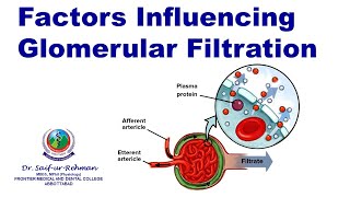 Factors Influencing Glomerular Filtration [upl. by Press]