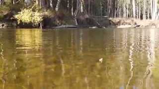 Arctic Grayling Fishing in Fairbanks Alaska Aeschen Fischen in Alaska [upl. by Alard889]