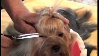 Yorkshire Terrier Show Grooming Part 2 of 2  Show Prep [upl. by Hulbert961]