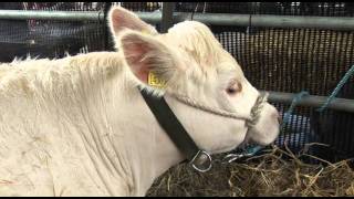 Balmoral Show 2011  video highlights [upl. by Paten]