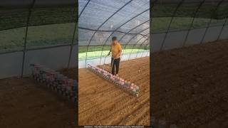 Zero Waste Farming How This Thai Farm Turns Trash into CASH 🥬🐌 [upl. by Yrmac883]