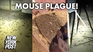 Mouse plague in Australia rages on  New York Post [upl. by Awad369]