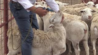 Reid Redden  Sheep amp Goat  Drenching for parasites [upl. by Carlynne]