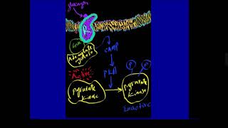 Pyruvate kinase and red blood cells DrAJGhalayini [upl. by Peadar]