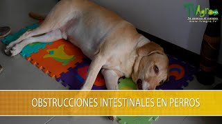 Obstrucciones Intestinales en Perros TvAgro por Juan Gonzalo Angel Restrepo [upl. by Burger946]