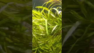 POGOSTEMON STELLATA “OCTOPUS” Aquarium Plant For Sale [upl. by Huckaby]