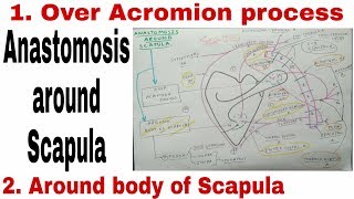 Anastomosis Around Scapula  Body of Scapula and Acromion Process [upl. by Asilana]