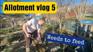 How to turn Weeds into Feed  Feb 2023  Making Compost [upl. by Vidovic915]