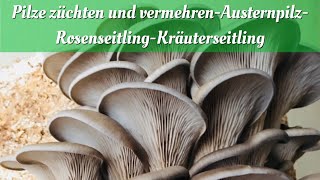 Speisepilze züchten und VermehrenAusternpilzRosenseitlingKräuterseitling [upl. by Allana]