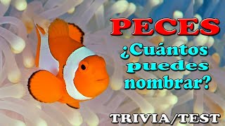 ¿TE SABES LOS NOMBRES DE LOS PECES TriviaTest [upl. by Suoicserp]