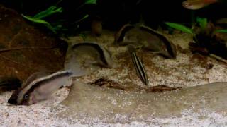 Corydoras arcuatus [upl. by Ileray]