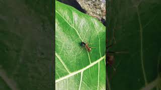 Ant VS Baby Leaffooted Bug shorts [upl. by Robet]