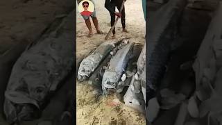 Giant Tarpon Fish😱shorts [upl. by Cir]