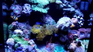 24 Gallon Nano Cube Video 2 [upl. by Violeta]