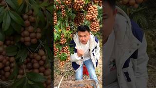 Macadamia Nuts 🥜🥜 Harvesting from Farm With Beautiful Fruit Garden 🏡 shorts youtubeshorts [upl. by Llenna341]