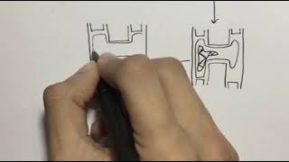 How to draw Scalariform Conjugation of spirogyra [upl. by Akeme]