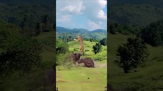 Bison vs Lion shortvideo [upl. by Swirsky642]