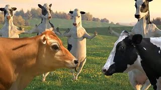 Funny Cow Dance 4  Cow Dance Song Videos 13 [upl. by Eimmis]