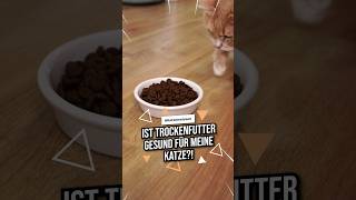 Ist Trockenfutter gesund für meine Katze katzenwissen katzenliebe katzenleben [upl. by Arria]