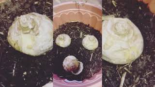 How to plant hyacinth 🪻 [upl. by Netram]