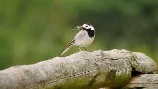 White Wagtail Motacilla alba  Bachstelze [upl. by Aible]