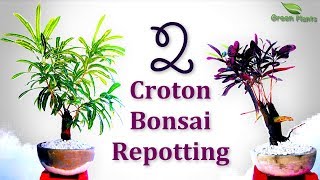 How to Grow Croton Bonsai 2 Croton Bonsai Repotting for BeginnersGREEN PLANTS [upl. by Quintessa460]