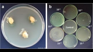 Assessment of Morphological and Biochemical Characterization of Endophytic Bacteria from Leaves [upl. by Oguh]