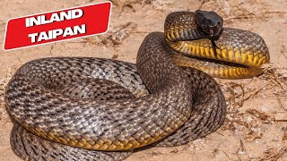 Inland Taipan The Most Venomous Snake in the World Snake Video  EcoExplorerTV [upl. by Remus]