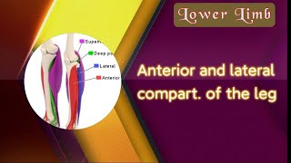 10  Lower Limb  Anterior and lateral compartments of the leg [upl. by Leumel41]