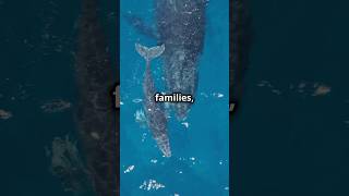 Whale Families The Oceans Gentle Giants [upl. by Aber]