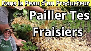 Pourquoi Pailler Tes Fraisiers Estil Essentiel [upl. by Ahsen]