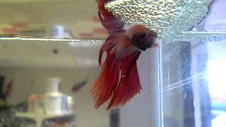 Male Siamese Fighting fish building a nest [upl. by Ahsekar953]