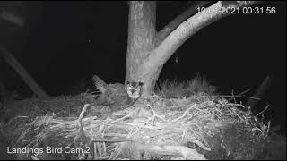 Saavannah Georgia Osprey Nest Skidaway Island  Landings Bird Cam [upl. by Kappenne]