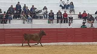 vaquillas en villarrodrigo jaen [upl. by Bergen]