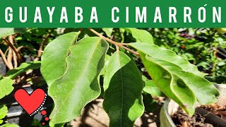 🟠BENEFICIOS de la GUAYABA CIMARRÓN🍎❤️ 2022 [upl. by Fowler]