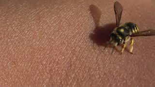 Wool carder bee on my arm [upl. by Etnaid]