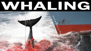 Whale Hunting and Its Future  1970 Documentary on Whales and Whaling Industry [upl. by Easlehc]