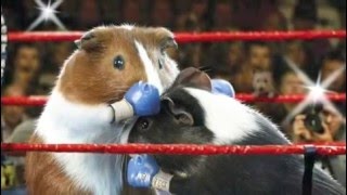 Guinea Pig Olympics [upl. by Anastassia448]