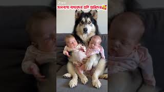 Caring cat with baby🥰✔️shorts funny viralvideo trending [upl. by Attennhoj]