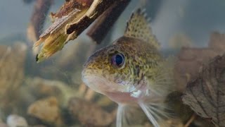 Ruffe Gymnocephalus cernua Underwater UK [upl. by Nare]