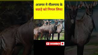 अजगर ने नीलगाय के बछड़े को निगल लिया  Python Eaten Nilgai Calf in One Gulp shorts nilgai facts [upl. by Susej761]