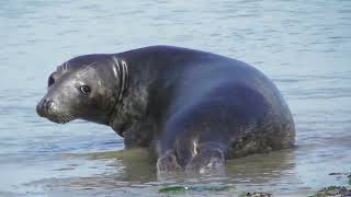 Gray seals and shorebirds  Kegelrobben und Watvögel  Foci cenușii și păsări de țărm [upl. by Narat]