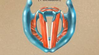 How the Larynx Produces Sound [upl. by Abdulla]